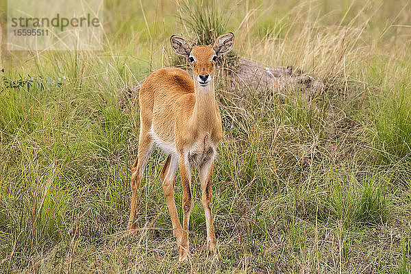 Ugandischer Kobold (Kobus kob thomasi)  Queen Elizabeth National Park; Westliche Region  Uganda