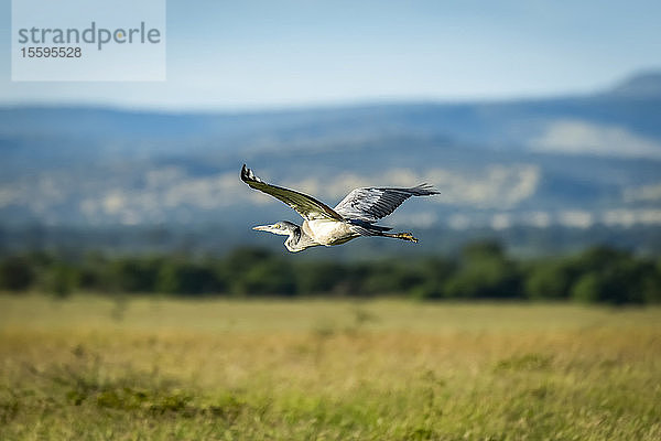 Ein Schwarzkopfreiher (Ardea melanocephala) fliegt über eine Wiese mit Bäumen und Hügeln in der Ferne. Er hat seine Flügel erhoben  sein Gefieder ist schwarz  weiß und grau  sein Schnabel grau und seine Beine schwarz. Grumeti Serengeti Tented Camp  Serengeti National Park; Tansania