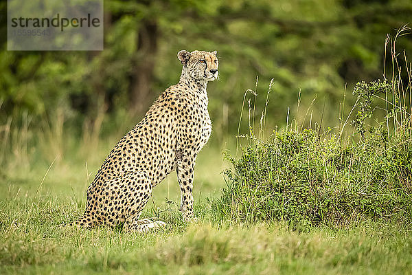 Gepard (Acinonyx jubatus) sitzt wachsam auf kurzem Gras und dreht den Kopf  Cottar's 1920s Safari Camp  Maasai Mara National Reserve; Kenia