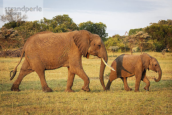 Afrikanischer Buschelefant und Kalb (Loxodonta africana) durchqueren Savanne  Cottar's 1920s Safari Camp  Maasai Mara National Reserve; Kenia