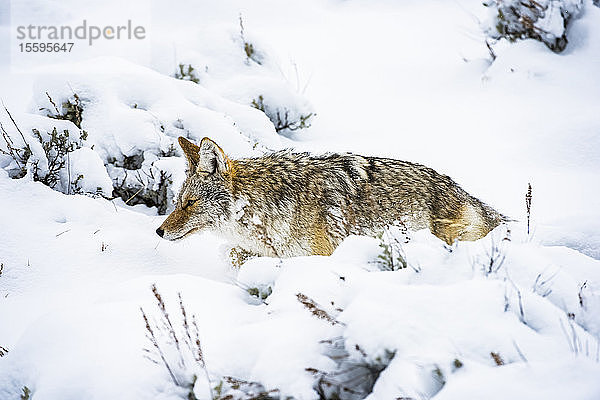 Kojote (Canis latrans) stapft durch tiefen Schnee im Yellowstone National Park; Wyoming Vereinigte Staaten von Amerika