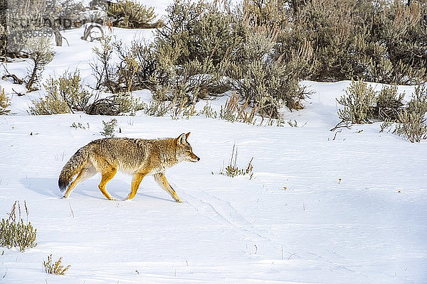 Kojote (Canis latrans)  der an einem sonnigen Wintertag über eine verschneite Wiese im Yellowstone-Nationalpark trabt; Wyoming Vereinigte Staaten von Amerika