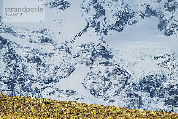 Das Guanako (Lama guanicoe) ist die Hauptnahrungsquelle des Pumas in Südchile; Torres del Paine  Chile