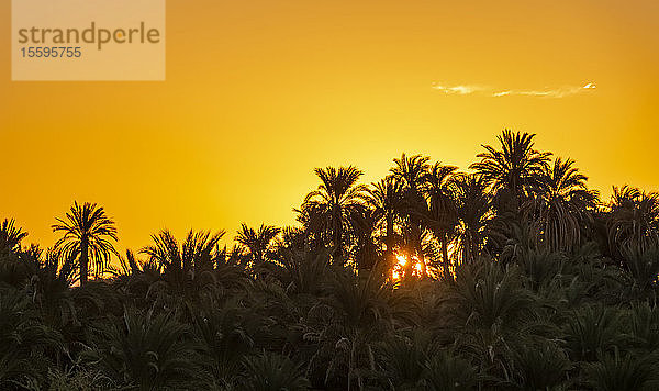 Palmenhain in der Morgendämmerung; Soleb  Nordstaat  Sudan