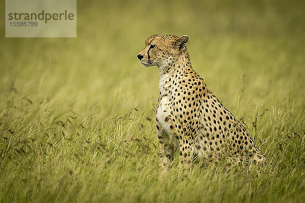 Gepard (Acinonyx jubatus) sitzt im hohen Gras und schaut nach links  Grumeti Serengeti Tented Camp  Serengeti National Park; Tansania