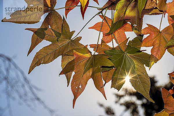 Die Sonne scheint durch herbstlich gefärbte Ahornblätter (Acer Rubrum)  New York Botanical Garden; Bronx  New York  Vereinigte Staaten von Amerika