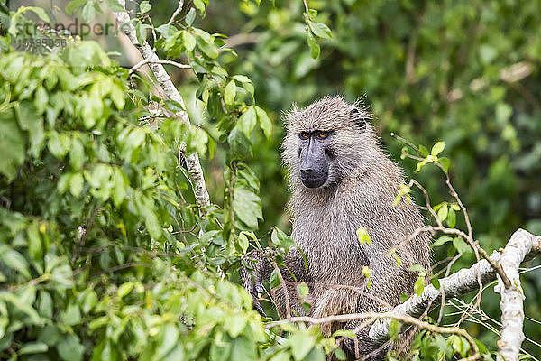 Pavian in einem Baum  Queen Elizabeth National Park; Westliche Region  Uganda