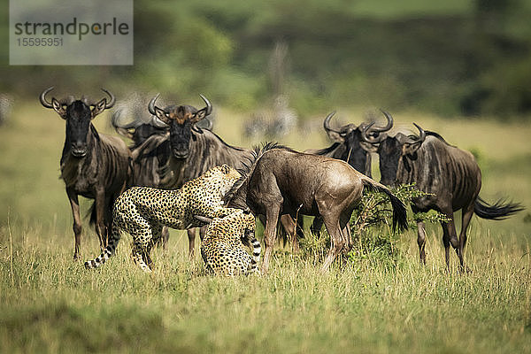 Streifengnu (Connochaetes taurinus) beobachtet zwei Geparden (Acinonyx jubatus)  die sich gegenseitig erdrosseln  Klein's Camp  Serengeti-Nationalpark; Tansania