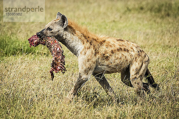 Tüpfelhyäne (Crocuta crocuta) trägt blutige Knochen über das Gras  Grumeti Serengeti Tented Camp  Serengeti National Park; Tansania