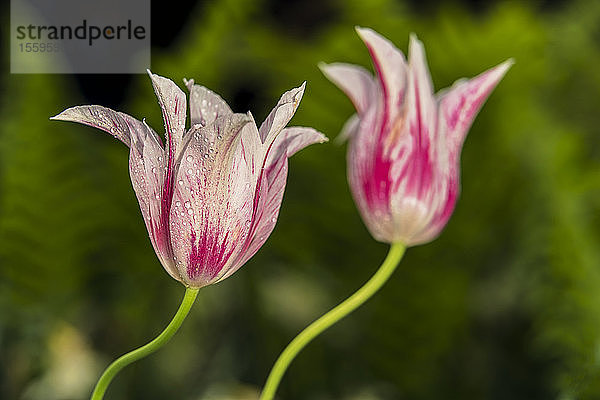 Lilienblütige Tulpen  'Marilyn' (Tulipa)  New York Botanical Garden; Bronx  New York  Vereinigte Staaten von Amerika