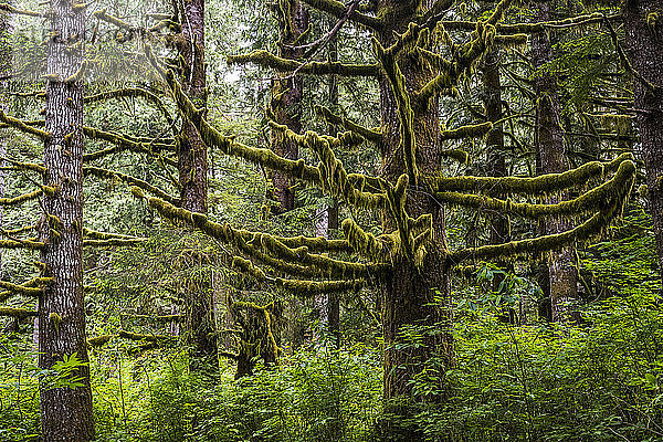 Moos wächst auf Koniferen im Clatsop State Forest; Hamlet  Oregon  Vereinigte Staaten von Amerika