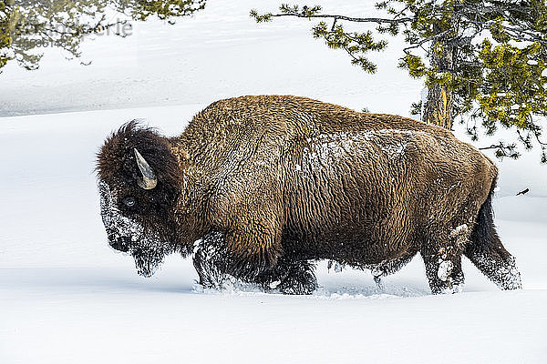 Amerikanischer Bisonbulle (Bison bison) pflügt durch tiefen Schnee im Firehole River Valley  Yellowstone National Park; Wyoming  Vereinigte Staaten von Amerika