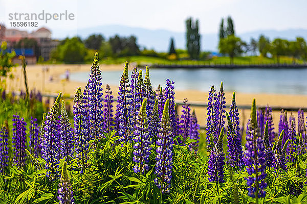 Lupinen im Kelowna Park am Lake Okanagan; Kelowna  British Columbia  Kanada