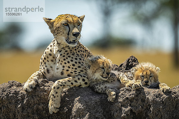 Gepard (Acinonyx jubatus) liegt mit schläfrigen Jungen auf einem Hügel  Grumeti Serengeti Tented Camp  Serengeti National Park; Tansania