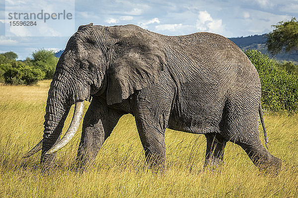 Afrikanischer Buschelefant (Loxodonta africana) wandert durch langes Gras  Grumeti Serengeti Tented Camp  Serengeti National Park; Tansania