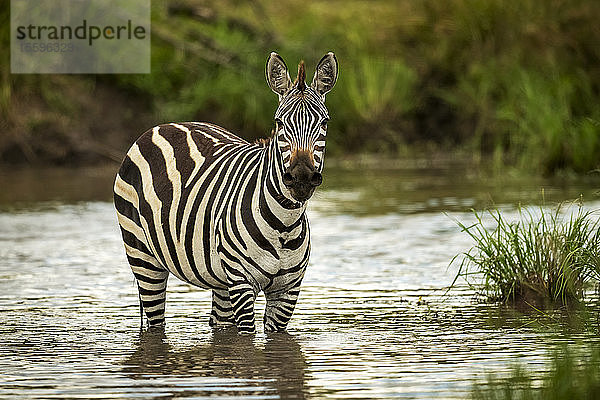 Steppenzebra (Equus quagga) steht im Teich und schaut in die Kamera  Cottar's 1920s Safari Camp  Maasai Mara National Reserve; Kenia