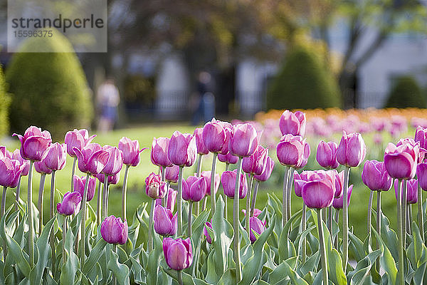 Nahaufnahme von Tulpenblüten in einem Garten