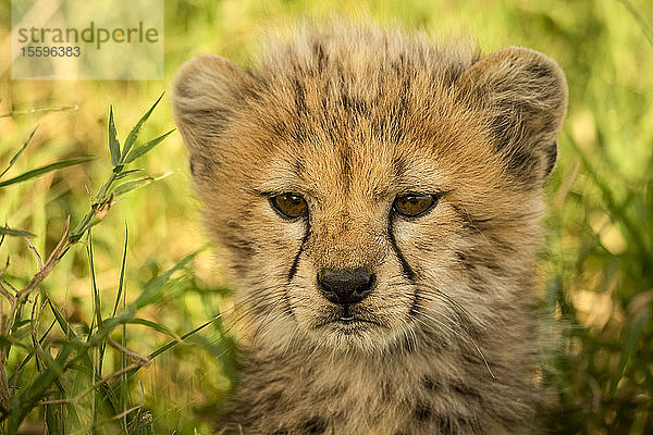 Nahaufnahme eines Gepardenjungen (Acinonyx jubatus) mit Fanglichtern im Gras  Grumeti Serengeti Tented Camp  Serengeti National Park; Tansania