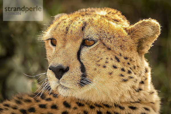 Nahaufnahme eines weiblichen Geparden (Acinonyx jubatus)  liegend mit Blick zurück  Cottar's 1920s Safari Camp  Maasai Mara National Reserve; Kenia