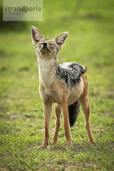 Schabrackenschakal (Canis mesomelas) steht mit geschlossenen Augen und nach oben gerichteter Nase  Klein's Camp  Serengeti National Park; Tansania