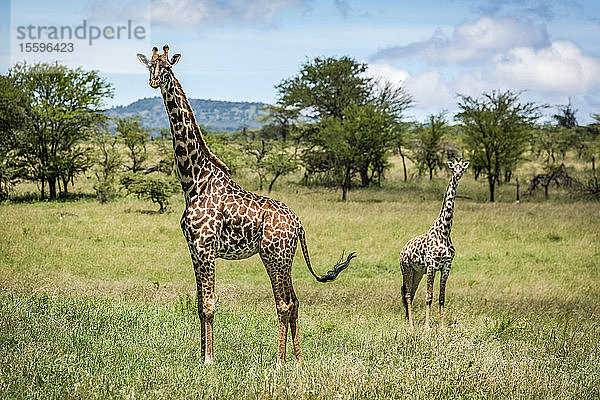 Massai-Giraffe (Giraffa camelopardalis tippelskirchii) steht mit Kalb in der Savanne  Klein's Camp  Serengeti-Nationalpark; Tansania