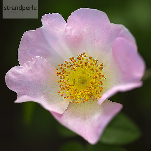 Rosa Blume mit gelber Mitte in Blüte; VanDusen Gardens; Vancouver  British Columbia  Kanada