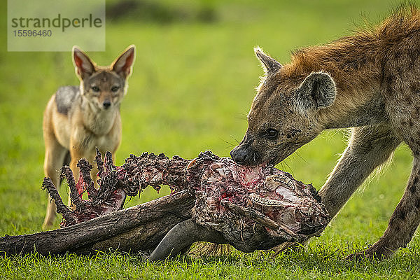 Nahaufnahme eines Schakals (Canis mesomelas)  der eine Tüpfelhyäne (Crocuta crocuta) beim Fressen beobachtet  Klein's Camp  Serengeti-Nationalpark; Tansania