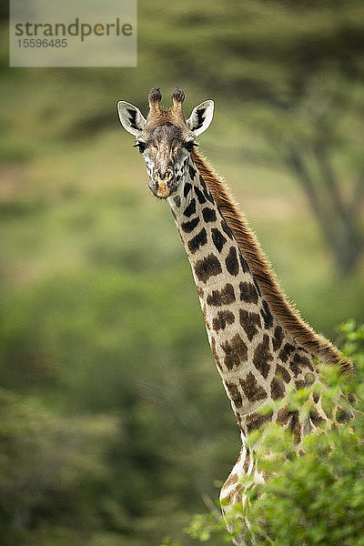 Massai-Giraffe (Giraffa camelopardalis tippelskirchii) steckt den Kopf aus dem Busch  Klein's Camp  Serengeti-Nationalpark; Tansania