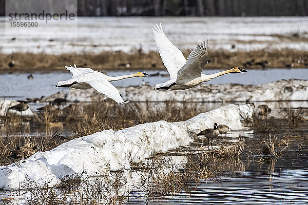 Ein Paar Trompeterschwäne (Cygnus buccinator) im Tiefflug über dem Creamer's Field Migratory Waterfowl Refuge; Fairbanks  Alaska  Vereinigte Staaten von Amerika