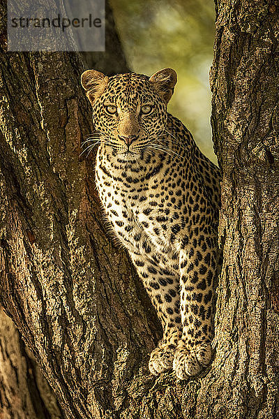 Ein Leopard (Panthera pardus) sitzt in einem gegabelten Baumstamm. Er hat ein braunes  geflecktes Fell und schaut direkt in die Kamera  Serengeti National Park; Tansania