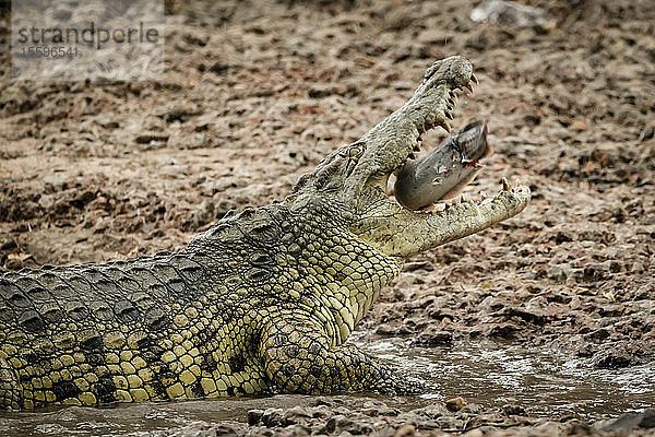 Nahaufnahme eines Nilkrokodils (Crocodylus niloticus)  das einen Fisch verschluckt  Grumeti Serengeti Tented Camp  Serengeti National Park; Tansania