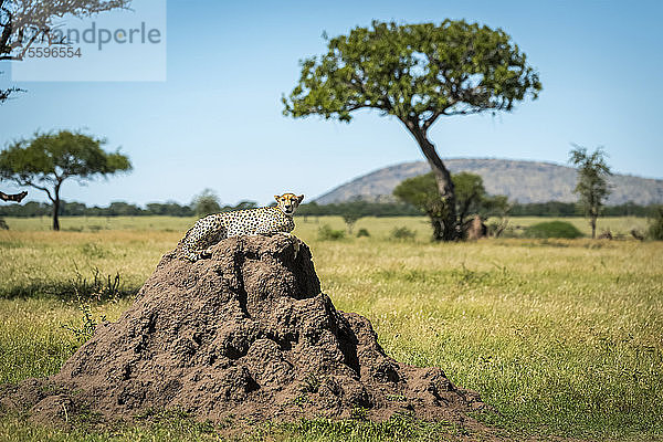 Gepard (Acinonyx jubatus) liegt auf einem Termitenhügel mit einem Baum dahinter  Grumeti Serengeti Tented Camp  Serengeti National Park; Tansania