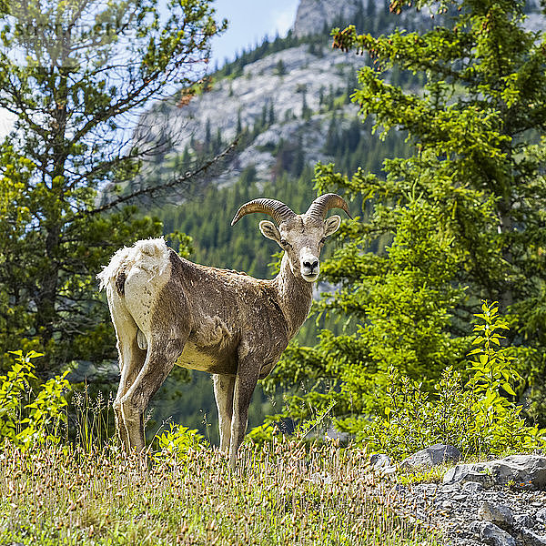 Rocky Mountain Sheep (Ovis c. canadensis) entlang des Bighorn Highway im Kananaskis Country  Peter Loughheed Provincial Park; Kananaskis Improvement District  Alberta  Kanada