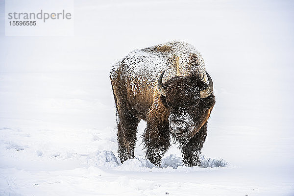 Amerikanischer Bison-Bulle (Bison bison) mit dem Kopf zum Betrachter gewandt und mit fallendem Schnee bedeckt im Firehole River Valley  Yellowstone National Park; Wyoming  Vereinigte Staaten von Amerika