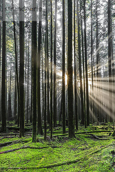 Sonnenstrahlen durch die neblige Luft in einem Regenwald und einen leuchtend grünen  moosbedeckten Waldboden; British Columbia  Kanada