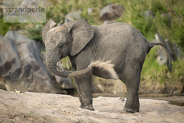 Junger afrikanischer Buschelefant (Loxodonta africana) beim Sandbad  Cottar's 1920s Safari Camp  Maasai Mara National Reserve; Kenia