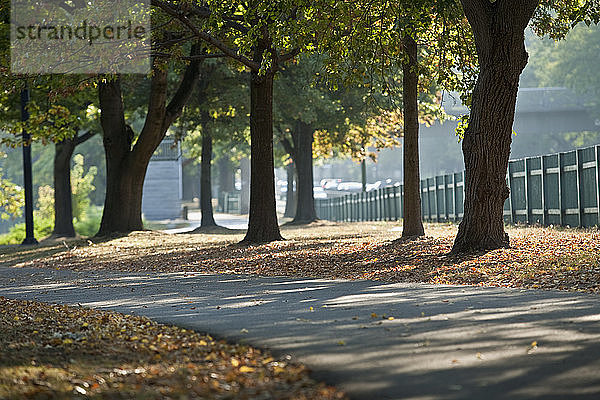 Bäume am Straßenrand  Charles River  Boston  Suffolk County  Massachusetts  USA