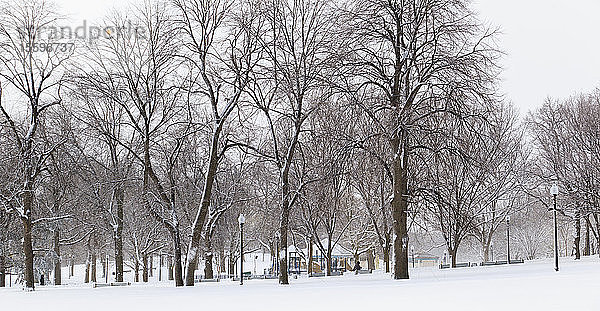 Bäume in einem Park während eines Schneesturms  Boston Common  Boston  Suffolk County  Massachusetts  USA