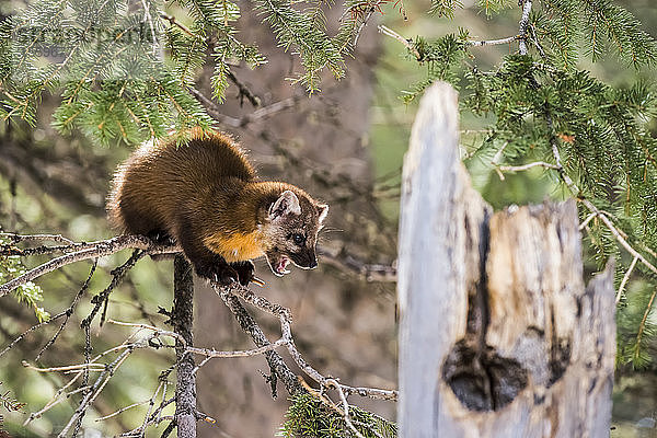 Amerikanischer Marder (Martes americana) mit geöffnetem Maul und sichtbaren Zähnen auf einem dürren Ast sitzend; Silver Gate  Montana  Vereinigte Staaten von Amerika