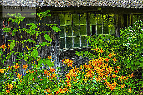 Üppige Pflanzen wachsen und blühen vor einem Hüttenfenster; Iron Hill  Quebec  Kanada