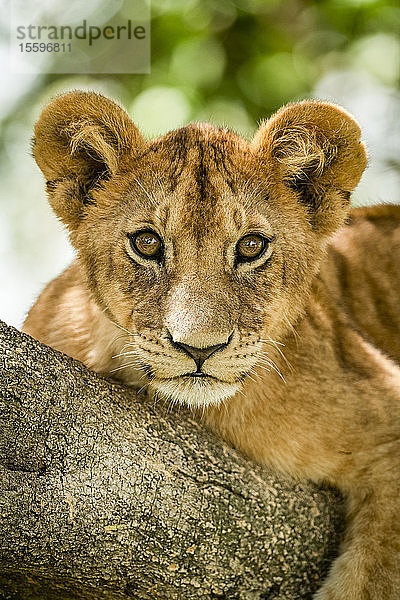 Nahaufnahme eines Löwenjungen (Panthera leo)  der auf einen Ast starrt  Grumeti Serengeti Tented Camp  Serengeti National Park; Tansania