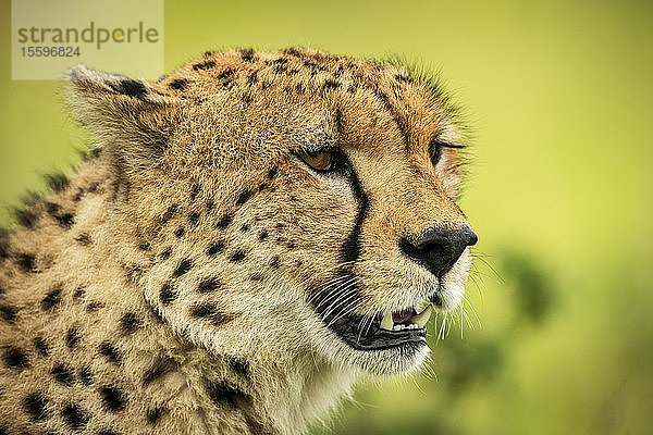 Nahaufnahme des Gesichts eines Geparden (Acinonyx jubatus) vor unscharfem Hintergrund  Klein's Camp  Serengeti National Park; Tansania