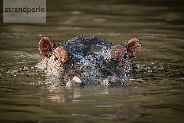 Flusspferd (Hippopotamus amphibius) steht im Wasser und starrt in die Kamera  Grumeti Serengeti Tented Camp  Serengeti National Park; Tansania