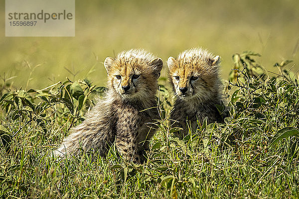 Zwei Gepardenjunge (Acinonyx jubatus) sitzen inmitten von belaubten Büschen  Grumeti Serengeti Tented Camp  Serengeti National Park; Tansania