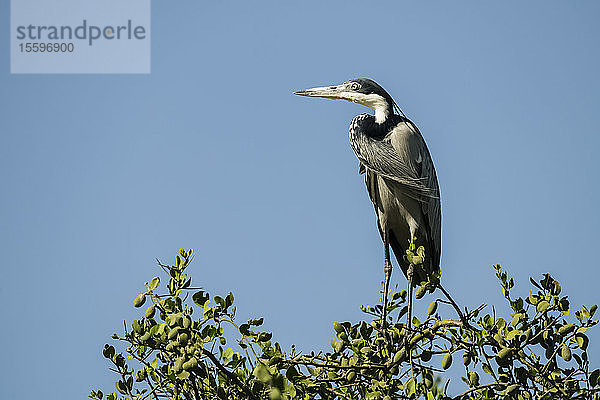 Schwarzkopfreiher (Ardea melanocephala) in einem Baum unter blauem Himmel  Grumeti Serengeti Tented Camp  Serengeti National Park; Tansania