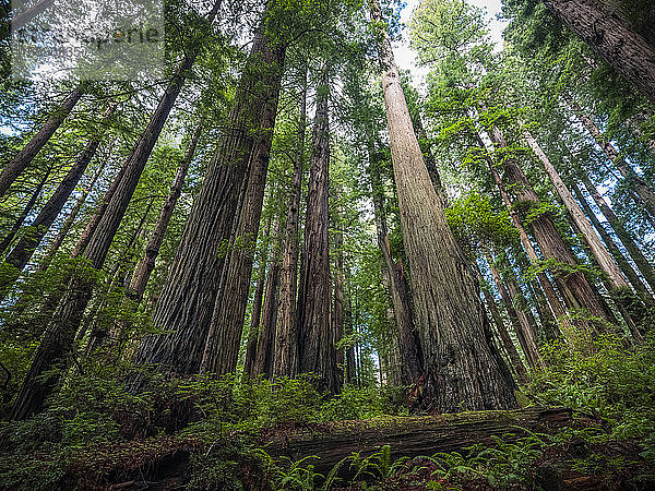 Ich stehe in den Redwood-Wäldern von Nordkalifornien. Die Bäume sind massiv und ragen in den Himmel; Kalifornien  Vereinigte Staaten von Amerika