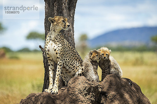 Gepard (Acinonyx jubatus) sitzt mit seinen Jungen auf einem Termitenhügel  Grumeti Serengeti Tented Camp  Serengeti National Park; Tansania