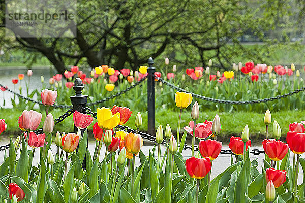 Tulpen und Spazierweg im Boston Public Garden  Boston  Massachusetts  USA