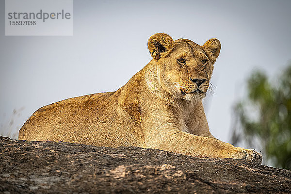 Löwin (Panthera leo) liegt starrend auf einem Felsen am Horizont  Cottar's 1920s Safari Camp  Maasai Mara National Reserve; Kenia