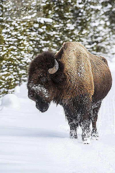 Amerikanischer Bison-Bulle (Bison bison) mit Schnee im Gesicht und an den Beinen stehend im Firehole River Valley  Yellowstone National Park; Wyoming  Vereinigte Staaten von Amerika